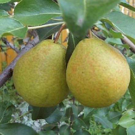 Груша летняя Северянка