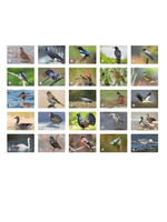 Мемо: Птицы России