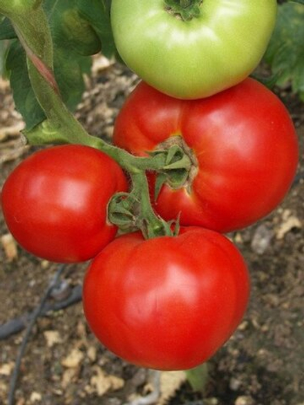 Томат Барон F1 12-20шт Киров