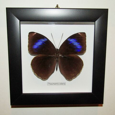 Бабочка Thaumantis odana в рамке