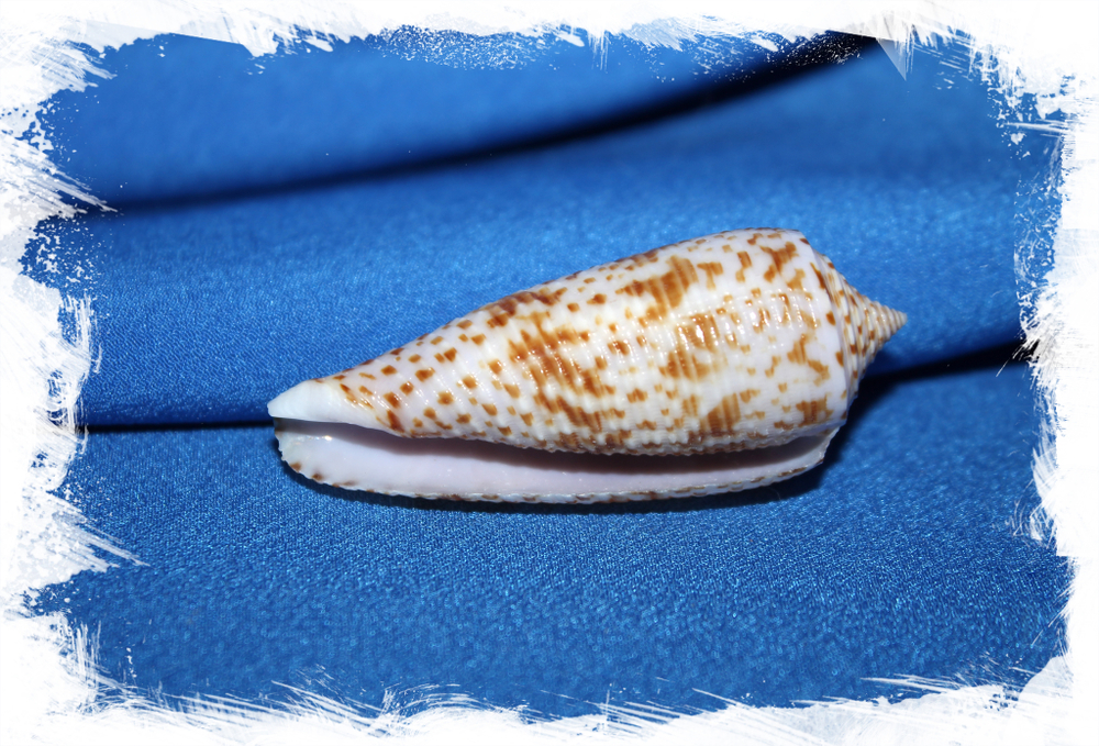 Конус аустралис (Conus australis)