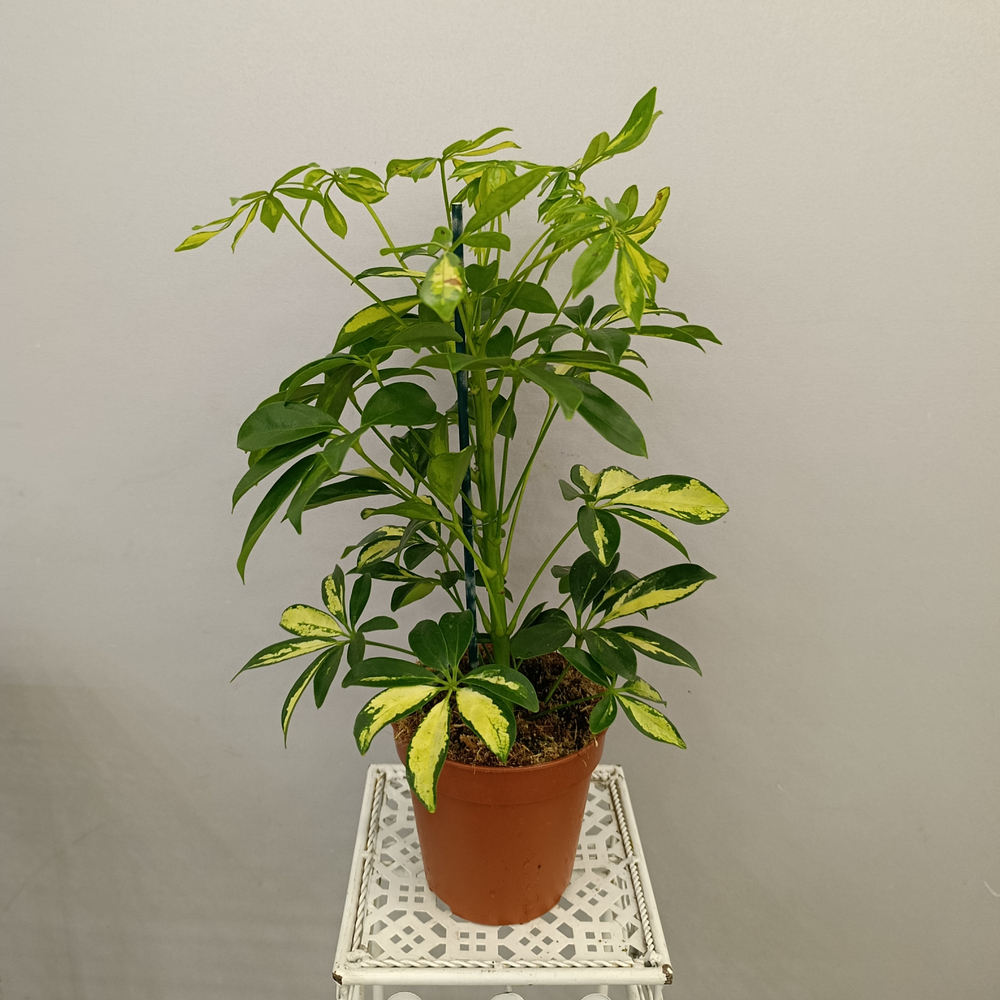 Шеффлера Герда