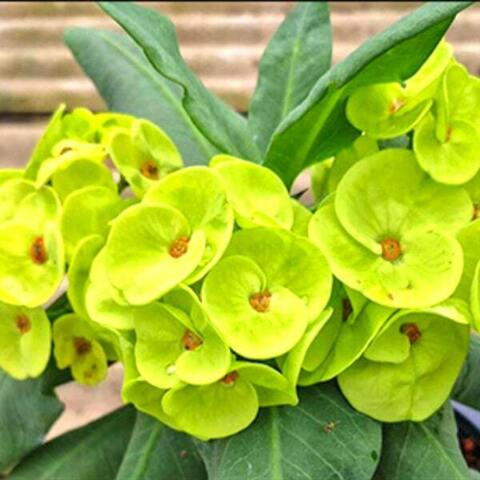 Эуфорбия Миля JADE DRAGON