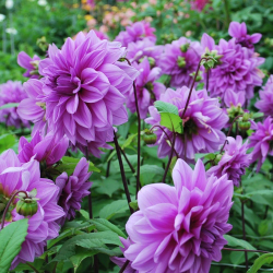 Георгина Блютифул / Dahlia Bluetiful