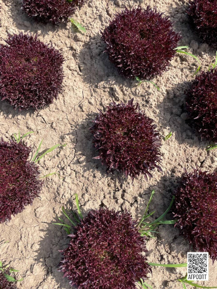 Триплекс семена салата хрустящего с сильно рассеченным листом (Rijk Zwaan / ALEXAGRO) культура – фото 8