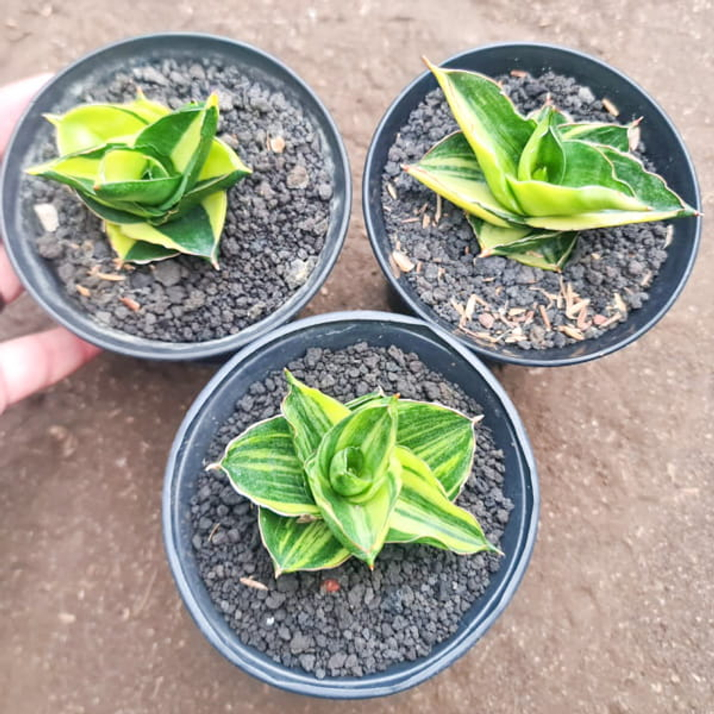 Сансевиерия ANDAMAN VAR