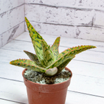 Aloe Carola (Алоэ)