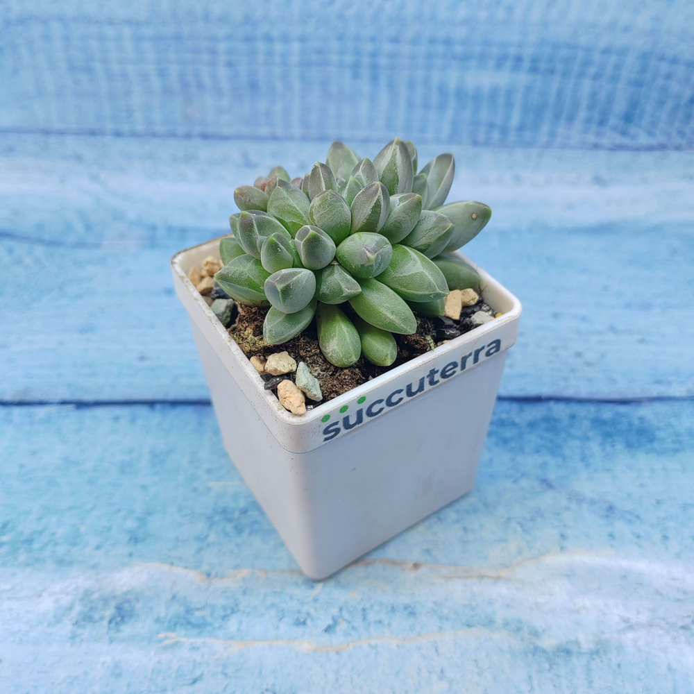 Pachyphytum compactum (Пахифитум)