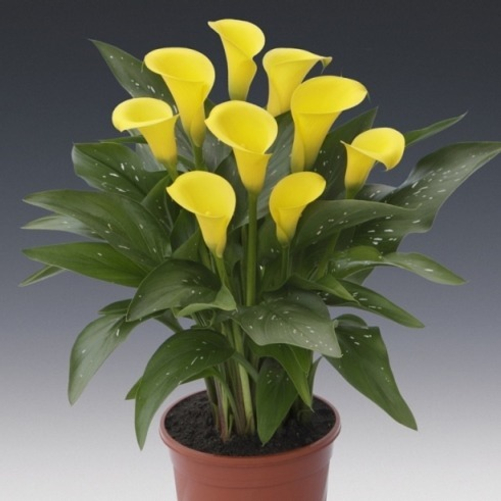 Калла Саншайн