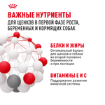 Royal Canin Maxi Starter Макси Стартер мазэ энд бэбидог Корм для щенков крупных пород до 2-х месяцев беременных и кормящих собак 15кг