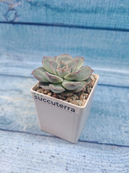 Echeveria Mystery (Эхеверия)