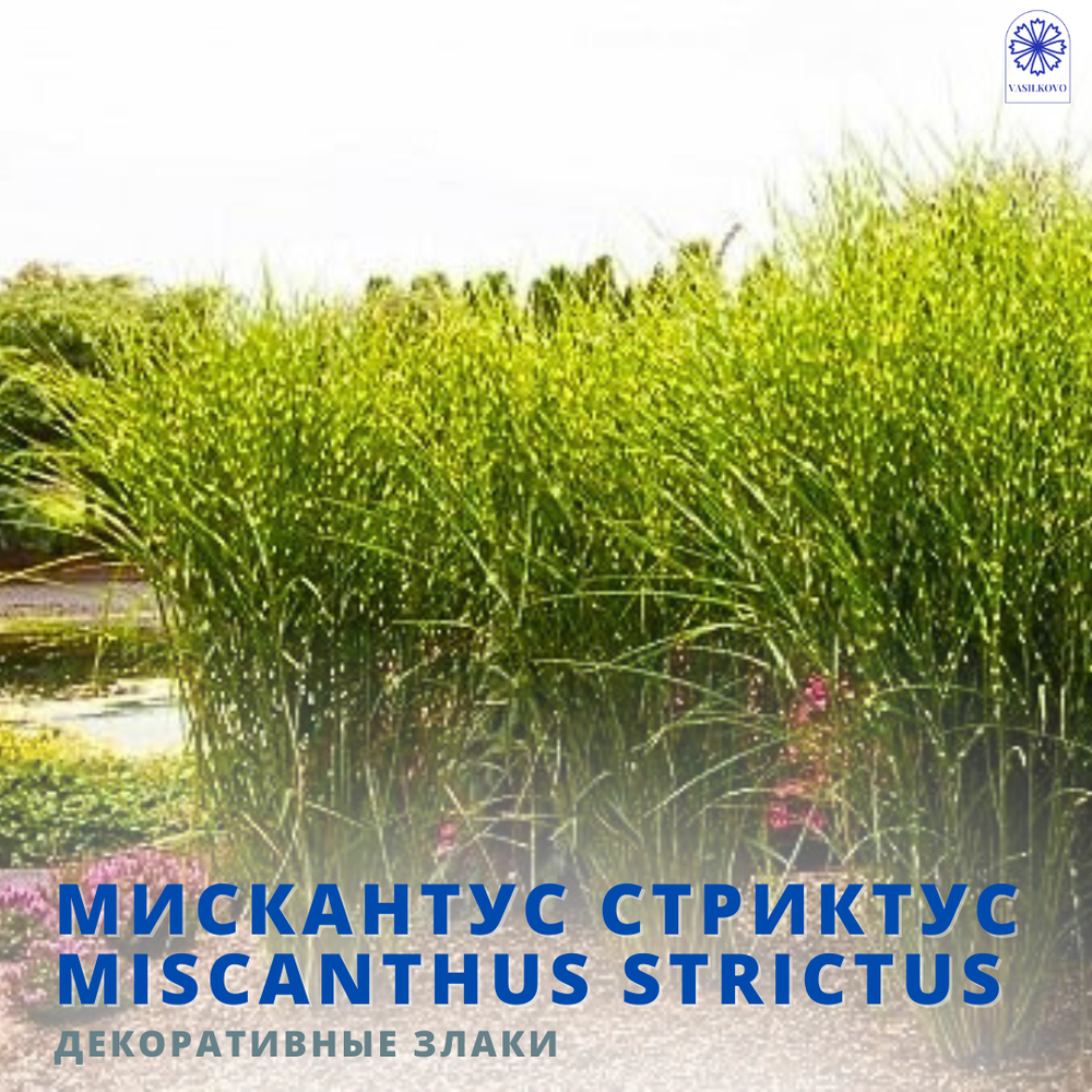 Мискантус Стриктус