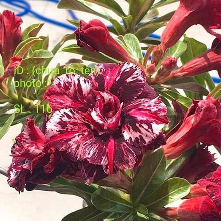 Адениум обесум 342 Thiên Vương