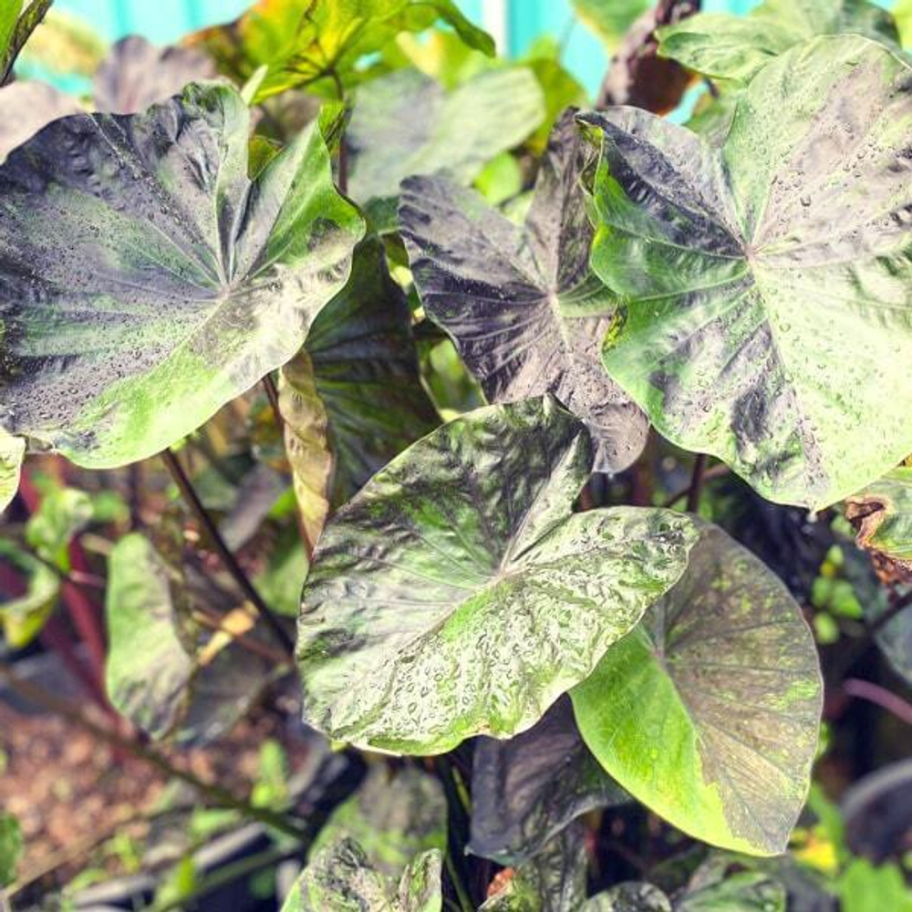 Колоказия GREEN TIGER