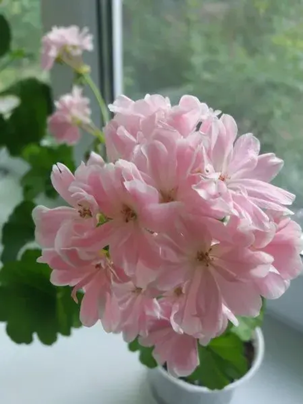 Пеларгония зональная Saga