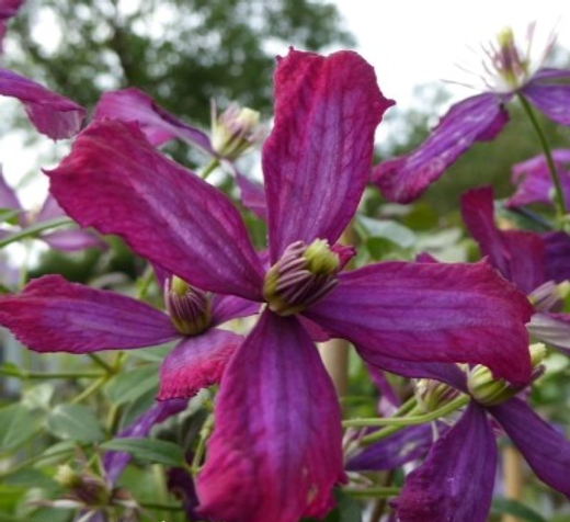 Клематис жгучий Суит Саммер Лав трехлетка наличие