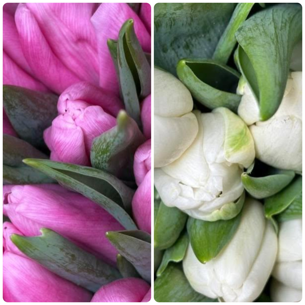 25 тюльпанов микс белых и розовых в упаковке