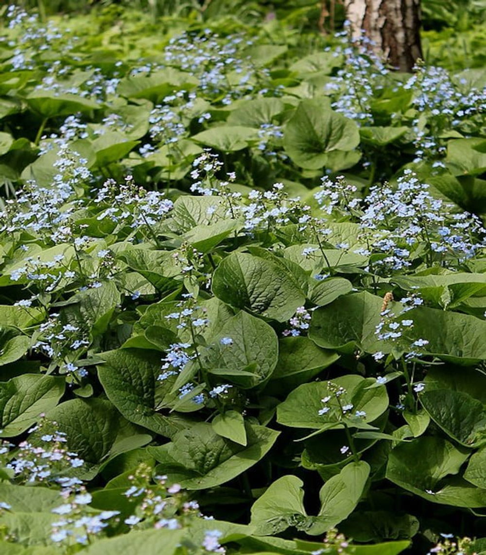 Бруннера сибирская. Brunnera sibirica.