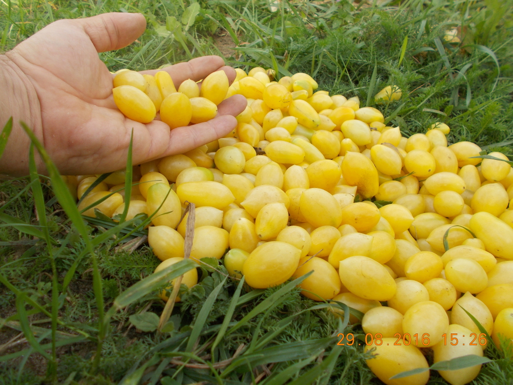 Помидоры Черри Сумасшедшие Ягоды - Bаrry’s Crazy Cherry Tomato