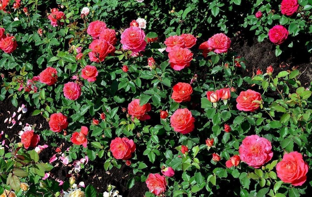 Рене Саммю (Reine Sammut)