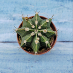 Gymnocalycium Friedrichii (Гимнокалициум)