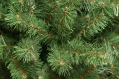 Искусственная сосна Величавая 150 см., мягкая хвоя, ЕлкиТорг (120150)