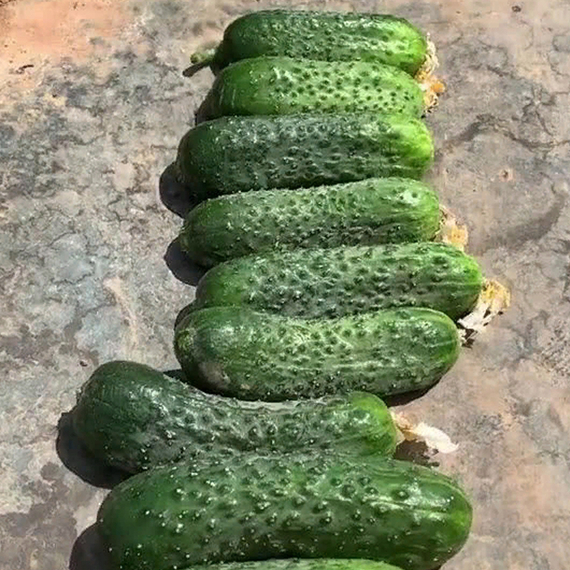 Проскор F1 семена огурца партенокарпического (Nunhems / Нюнемс) культура – фото 7
