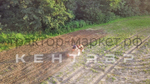 Почвофреза к минитрактору Кентавр Т-4 (1,2 м)