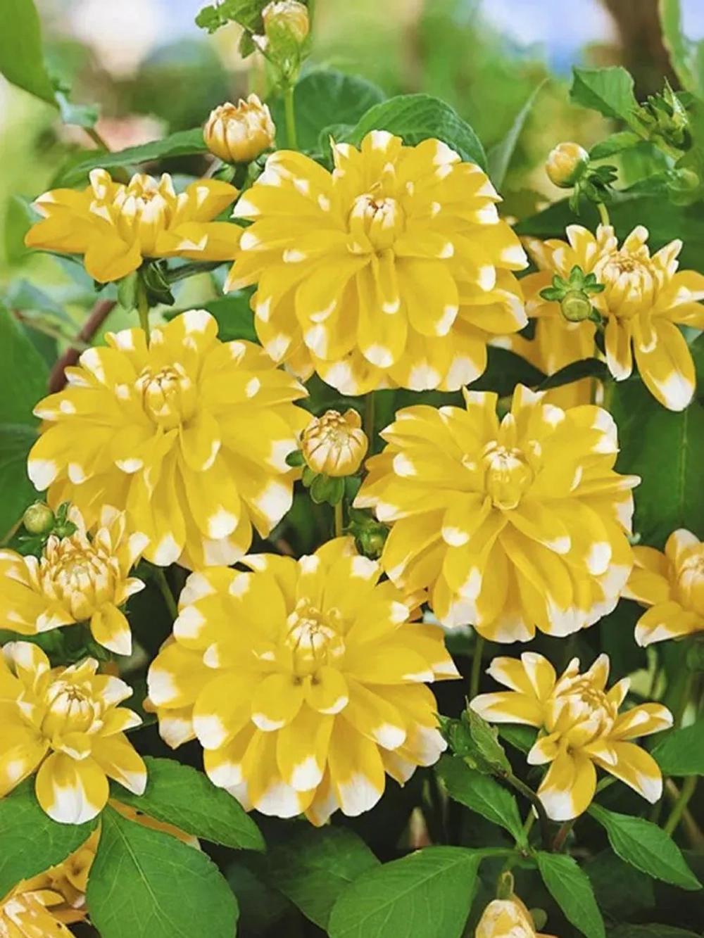 Георгин декоративный Осака