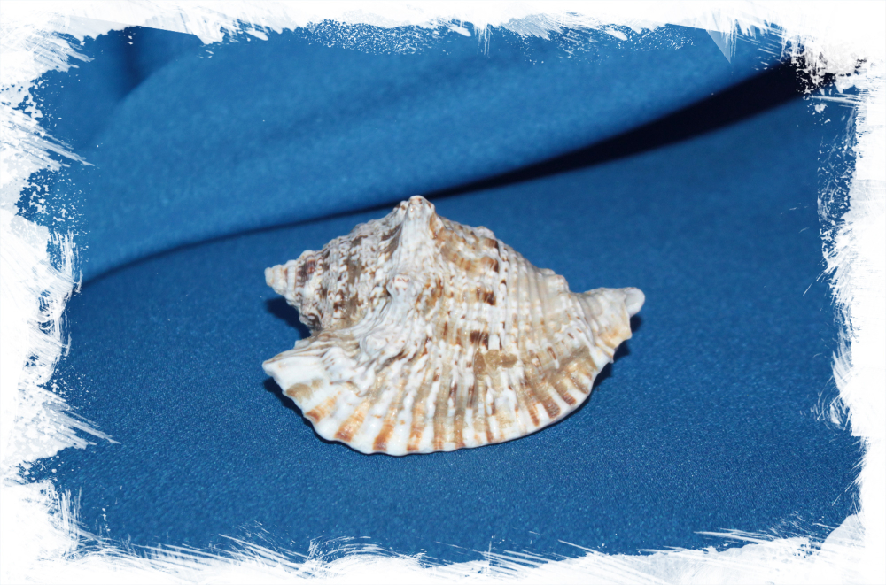 Ракушка Лягушачий стромбус, Strombus raninus для декора