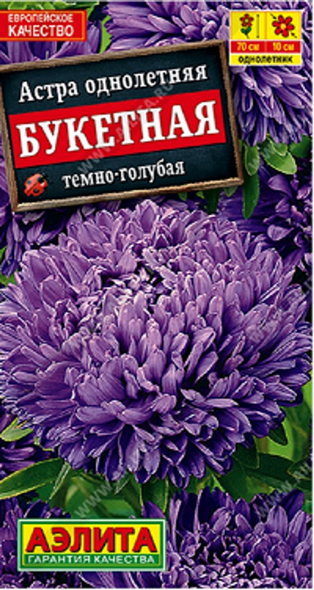 Астра Букетная темно-голубая
