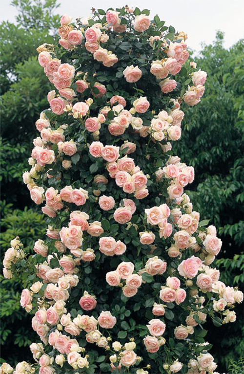 Роза Пьер де Ронсар (плетист)