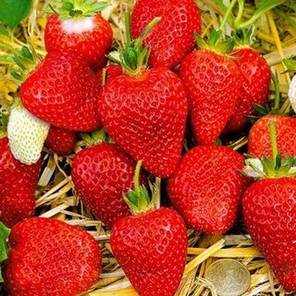 Земляника садовая Альба НФ 311 Р9 Закупка М65 май-июнь 2026