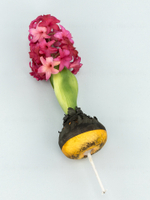 Гиацинт с луковицами