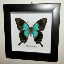 Бабочка Papilio lorquinnianus в рамке