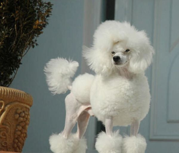 Той-пудель Той-пудель