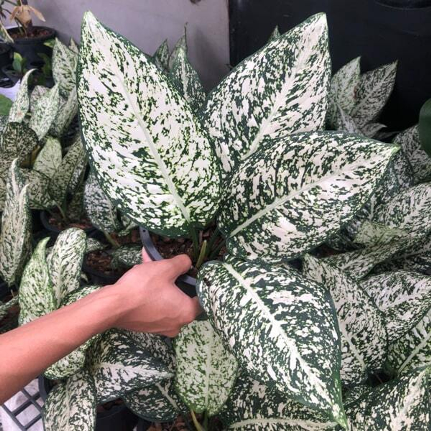 Зеленые аглаонемы на выставке в Бангкоке. Декабрь 2025