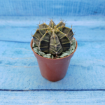 Gymnocalycium Friedrichii (Гимнокалициум)