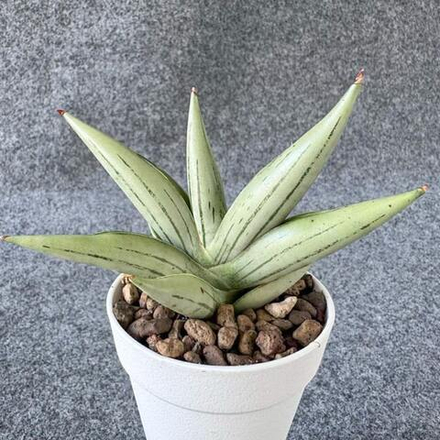 Сансевиерия ICEMAN