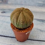 Euphoria Obesa (Эуфорбия)