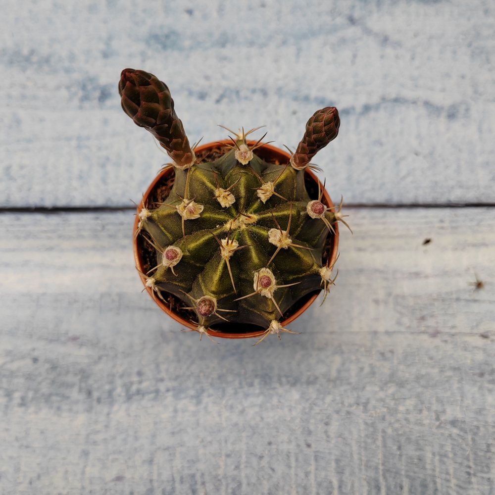 Gymnocalycium Friedrichii (Гимнокалициум)