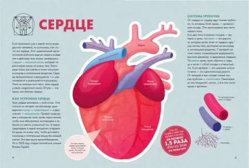 Твое тело. Как оно работает и меняется