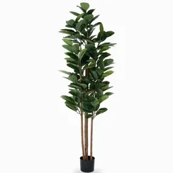 Фикус Эластика высота 180 см