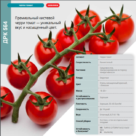 ДРК 564 F1 семена томата индетерминантного (De Ruiter Seeds / Де Ройтер Сидс) – фото 2
