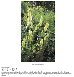 Planting the Natural Garden by Piet Oudolf and Henk Gerritsen