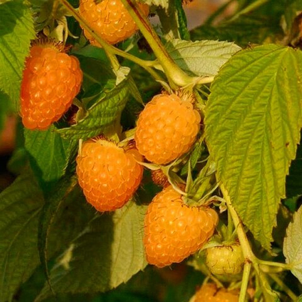 Малина Золотой гигант