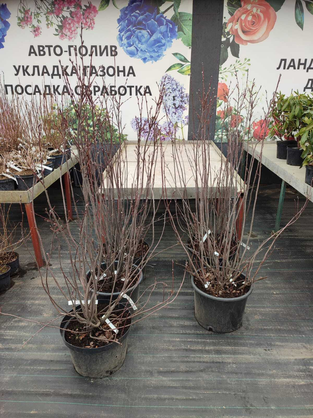 Ирга гибридная сладкоплодная