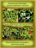 Пилея обёрнутая Лунная долина