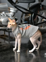 Одежда для кошек сфинкс