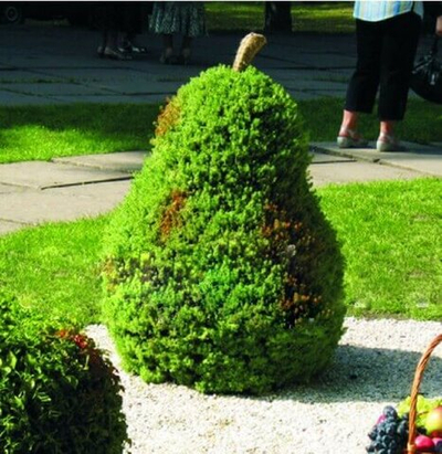 Топиарная фигура Груша